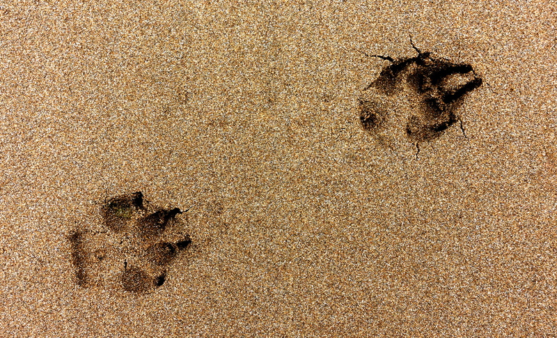 vacations, insect, trail, day, 5K, footprint, activity, nature, active, paw, textured, pace, dog, animal themes, step, no people, invertebrate, summer