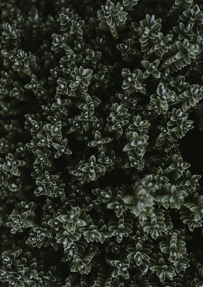 close-up, 2K, flower head, high, growth, outdoors, vulnerability, plant part, angle, beauty in nature, leaf, leafed, lay, inflorescence, view, freshness