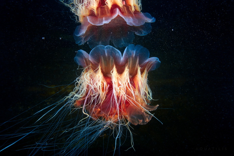 2K, Underwater, Lions mane Jellyfish