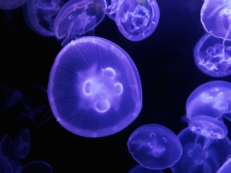 sea, black background, floating on water, trap, large group of animals, underwater, swim, swimming, ocean, aquarium, tank, marine, tentacle