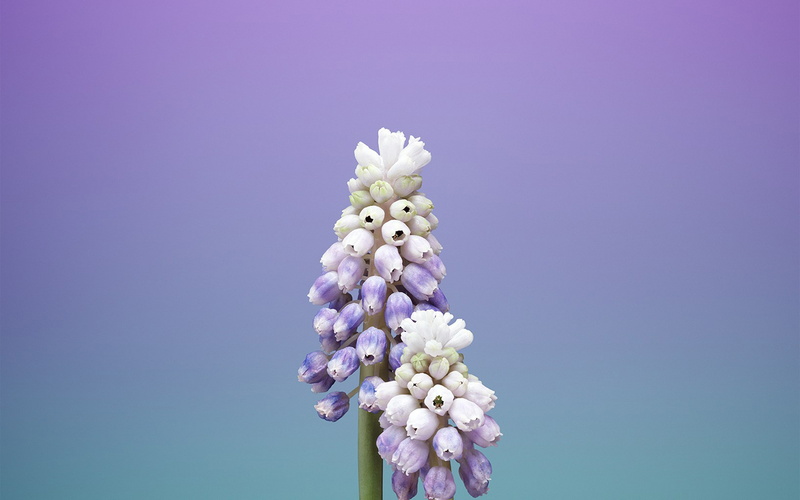 art, illustration, 4K, iphonex, apple, flower