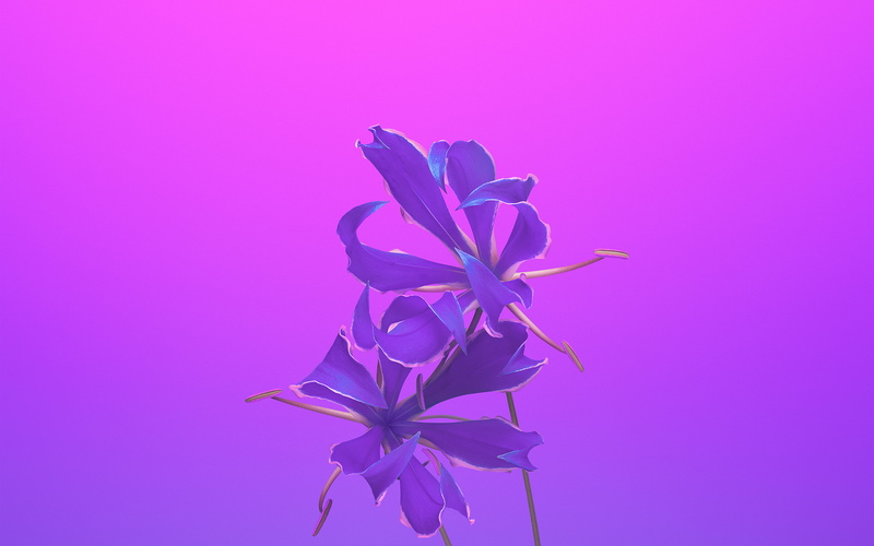 pink background, fragility, nature, iphonex, flower head, freshness, petal, purple, colored background, illustration, indoors, art, vibrant color, growth