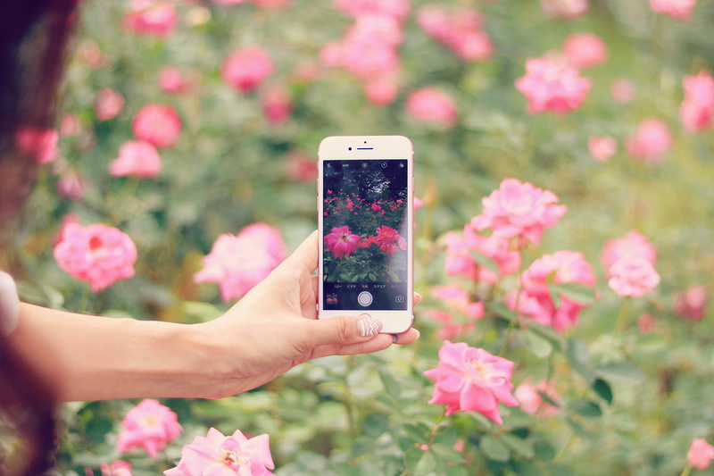human Hand, pink color, daytime, woman, one Person, flower, field, smart Phone, photography themes, telephone, technology, outdoors, holding, iphone, people