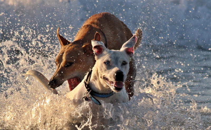 outdoors, running, day, 1080P, action, hundeportrait, dogs, wildlife photography, in the, water, domestic animals, brown, nature, outdoor, landscape, out