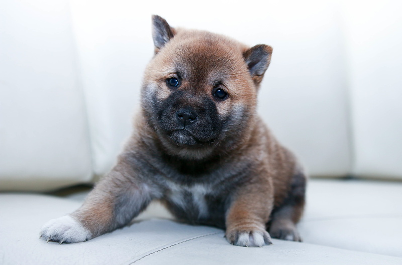 adorable, looking at camera, dog, puppy, domestic, sitting, black, akita, domestic animals, cute, doggy, inu, 4K, flooring, pup, pet, pets, canine, portrait