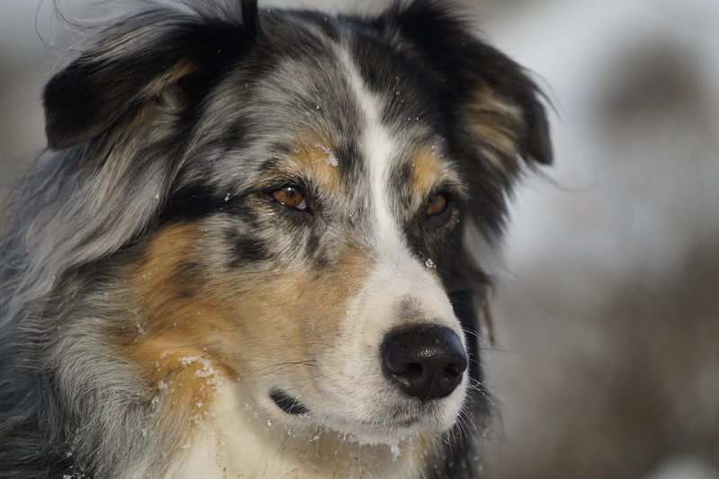 animal head, brown, blue merle, looking, animal body part, domestic, mammal, 5K, black, portrait, looking away, close-up, vertebrate, one animal, animal mouth