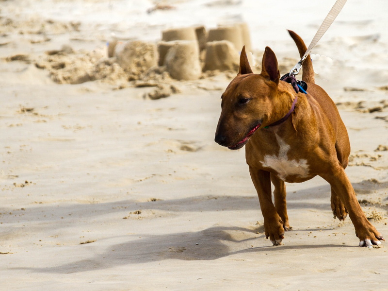 pets, day, pull, look, animal themes, lead, puppy, ocean, canine, brown, domestic animals, mammal, paddle, animal, water, collar, face, nose, eyes, domestic