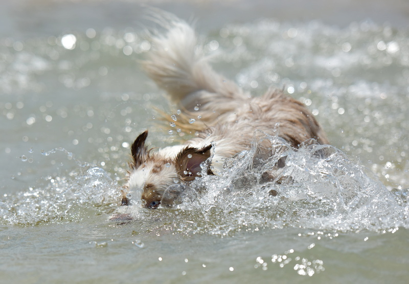 pet, park, one animal, pedigree, funny, fur, animal, splashing, wet, 5K, purebred, cute puppy, happy, shaking, sand, dog playing, nature, dog, mammal
