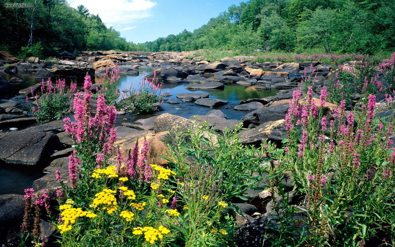 woods, 1080P, flowers, river, state, spring, landscape, purple, united, stones, lupine, wisconsin, states