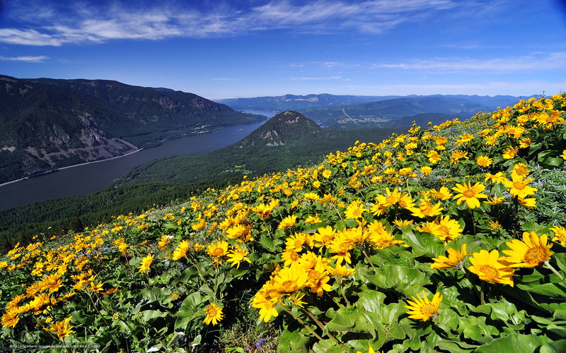 columbia, 1080P, flowers, s, washington, mountain, river, wild, desktop, dog, wonderful, u, gorge, state, hd