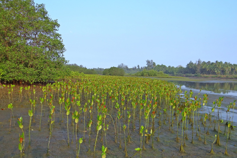 crop, field, tidal forest, mangrove, environment, agriculture, rural Scene, day, land, plantation, outdoors, sky, winemaking, food, seedlings, karwar, water