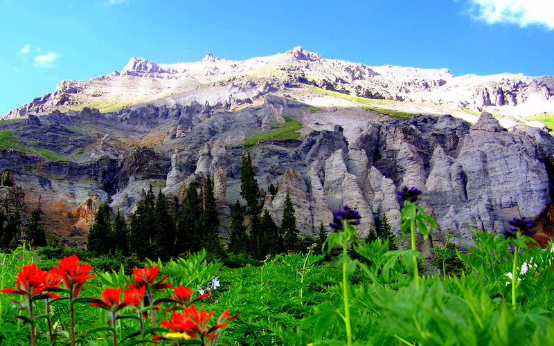 national, flowers, county, uncompahgre, basin, ouray, colorado, united, spring, located, known, boy, states, yankee, alpine, 2K, forest