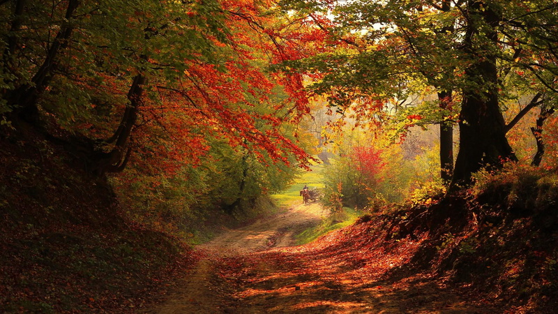 woods, goods, 1080P, roads, horse, trees, pull, pull goods, near, pathway, scenic, green, leaves, autumn