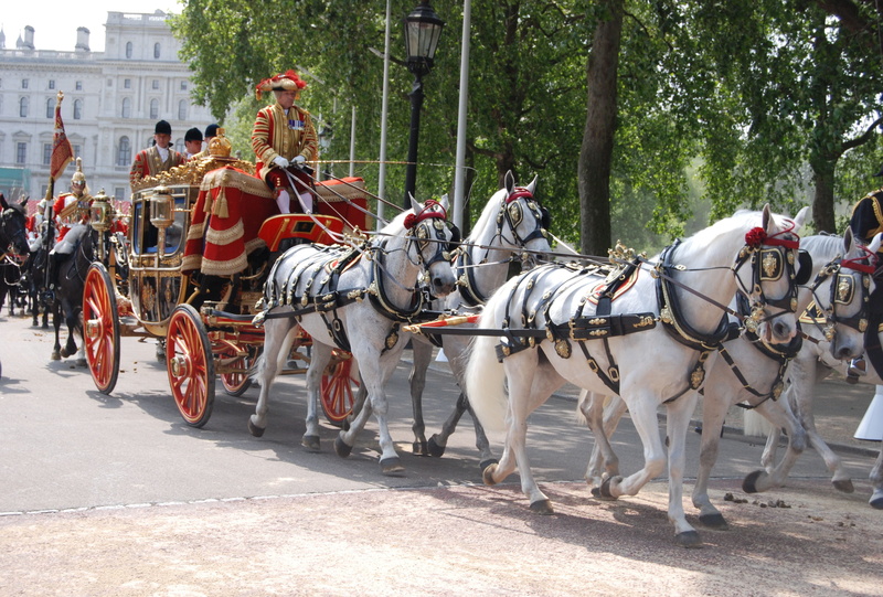 group, working animal, group of people, tradition, pulling, herbivorous, transport, outdoors, city, domestic animals, carriage, incidental people, culture