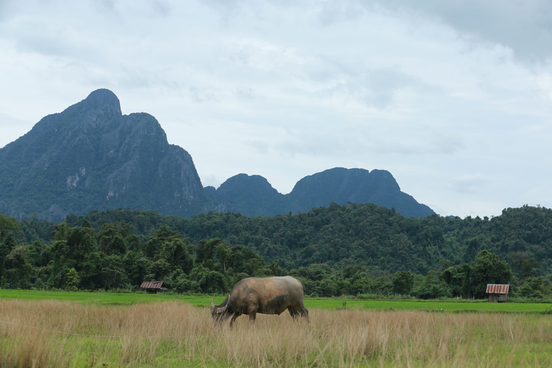 mountain range, non-urban scene, scenics - nature, animal, herbivorous, plant, sky, 5K, mountain, laos, domestic animals, tree, beauty in nature, landscape