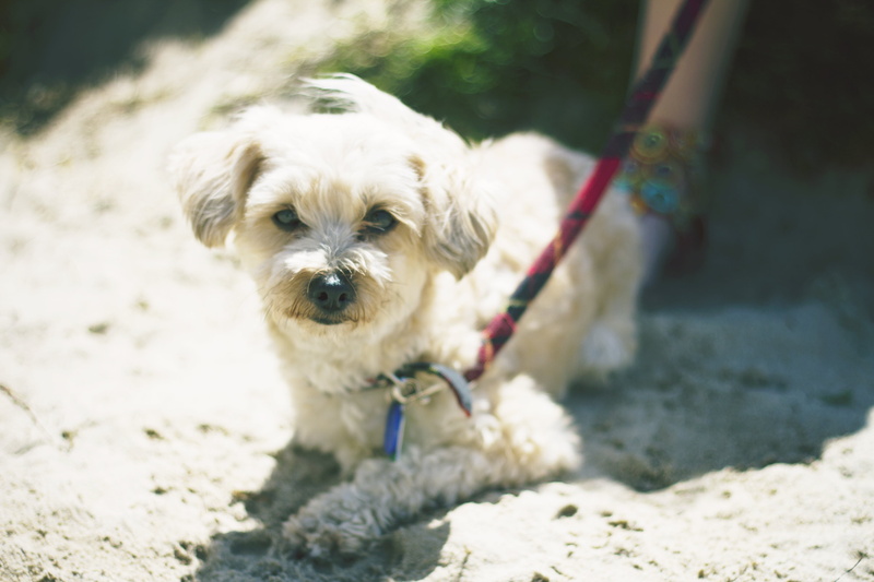 obedience, purebred Dog, pets, leash, animal, young Animal, pet collar, lie, cheerful, white, outdoors, selective focus, pet leash, land, dog, muzzle, vertebrate