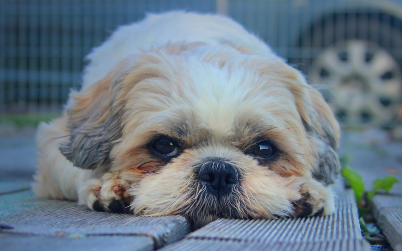 4K, shih tzu, download 3840x2400 shih tzu, furry, dog backgrounds, Look, muzzle
