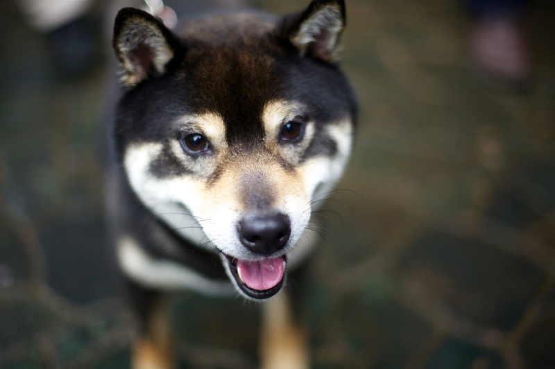 look, animal eye, no people, mammal, domestic animals, focus on foreground, looking at camera, mouth open, mouth, day, pets, adult, inu, facial expression