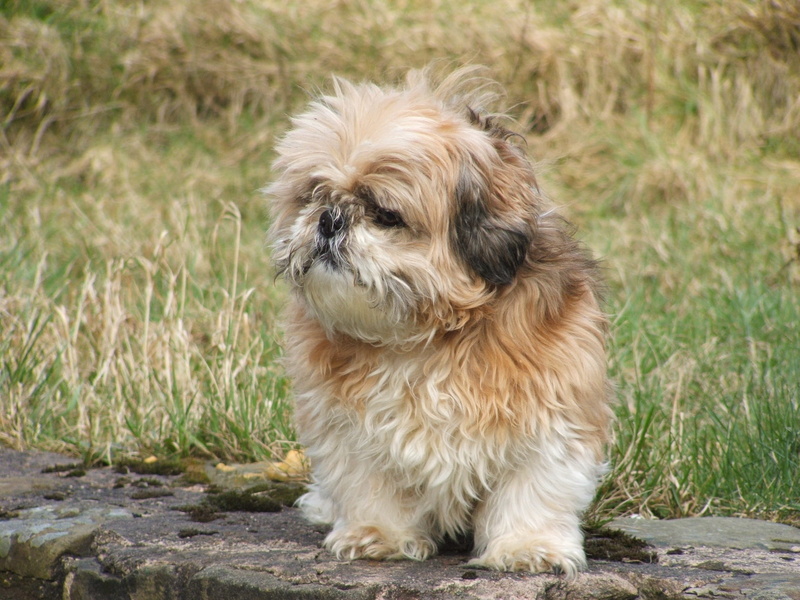 black, Shih Tzu, purebred Dog, day, domestic Animals, no people, Animal, near, puppy, portrait, 1080P, canine, fluffy, Pet, one animal, young Animal, cute