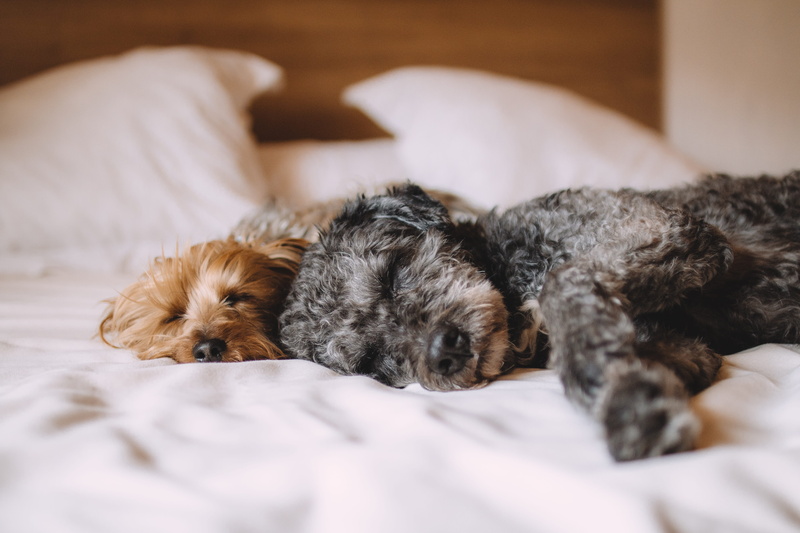 domestic room, cozy, relaxation, animal, dog, shih, animal themes, shih tzu, pets, terrier, canine, young animal, bed, dogs, sleepy, beside, tzu, 5K, relax