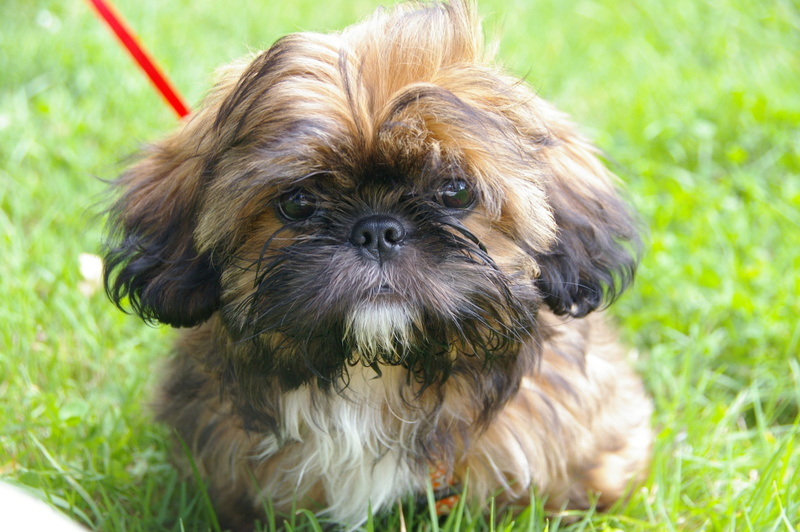animal head, Puppy, black, young animal, lap dog, one animal, domestic animals, domestic, no people, animal portrait, Dog, plant, pets, tzu, day, animal themes