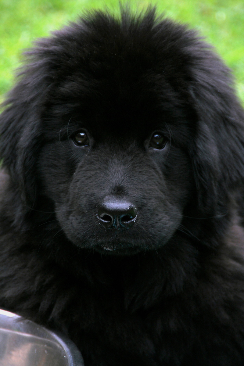 looking, photo, cute, domestic, animal head, close-up, animal body part, animal eye, no people, black, pets, black labrador, pet, looking at camera, vertebrate