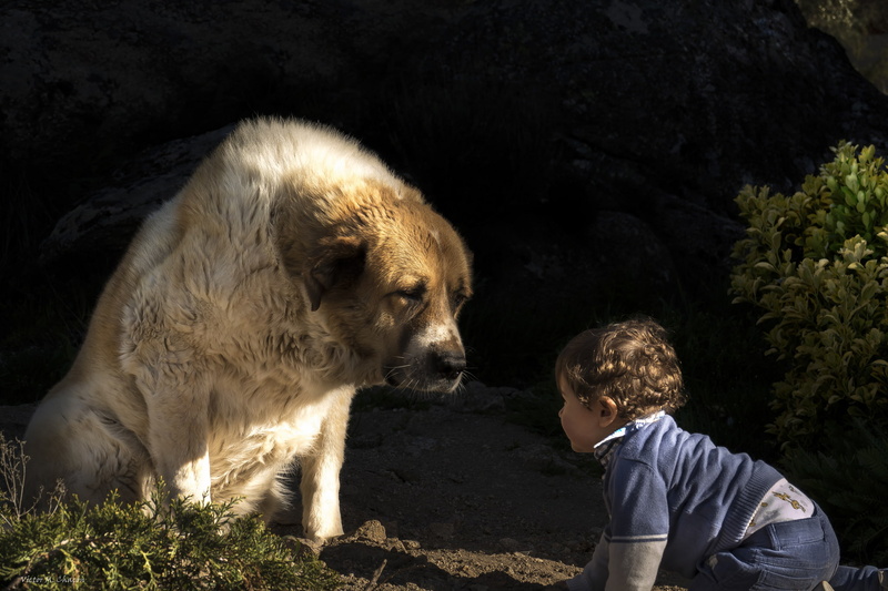 dog, 1080P, children, animals