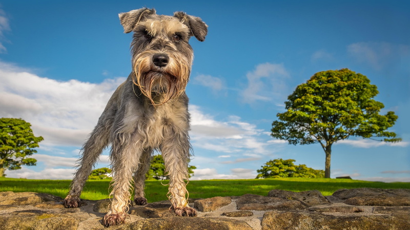 snout, dog breed, miniature schnauzer, dog, schnauzer, 4K