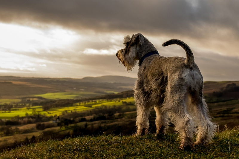 Dogs, 1080P, Schnauzer