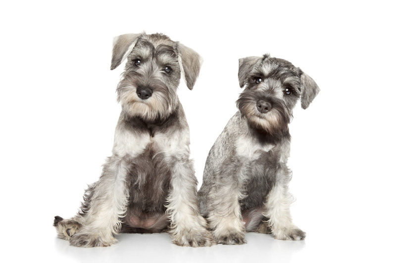Dog, Schnauzer, Dogs, Pet, 1080P