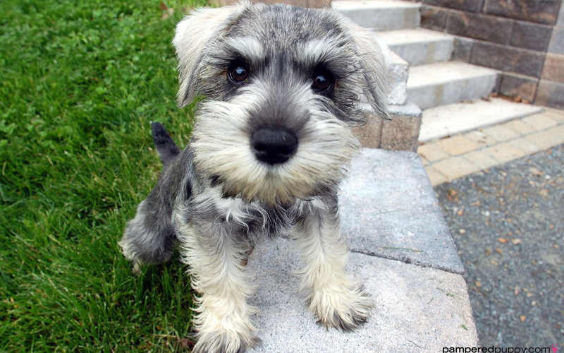 2K, schnauzer
