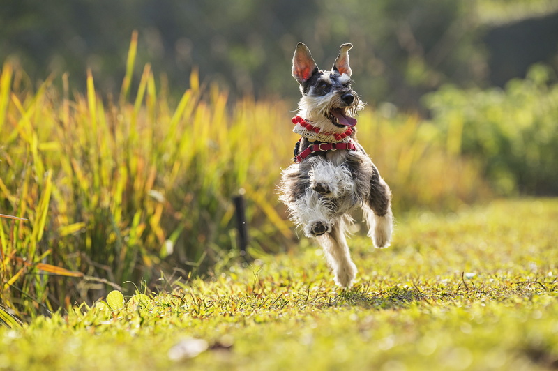1080P, joy, mood, walk, dog, The miniature Schnauzer, dwarf Schnauzer, running