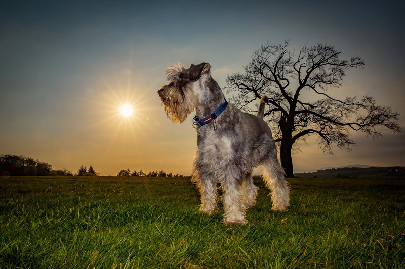 1080P, Schnauzer, Dogs