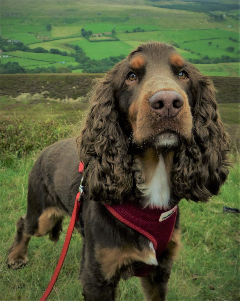 breed, fur animal, vertebrate, looking at camera, pets, mammal, happy, green, animal themes, pet collar, white, land, collar, outdoors, no people, young