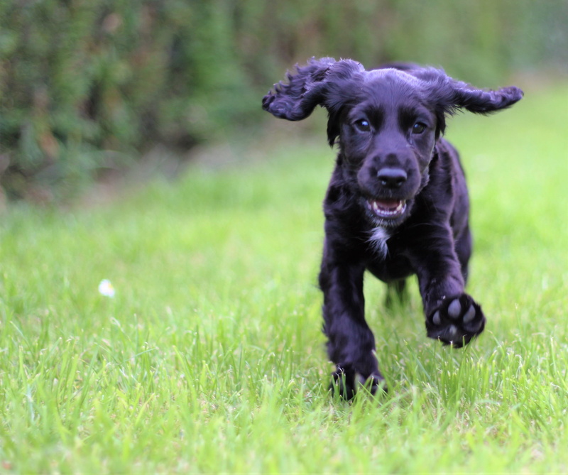 coat, young, cute, nature, outdoors, purebred, loyal, funny, lawn, dog, lawn grass, labrador retriever, 4K, pet, pets, puppy, domestic, doggy, plant, cocker spaniel