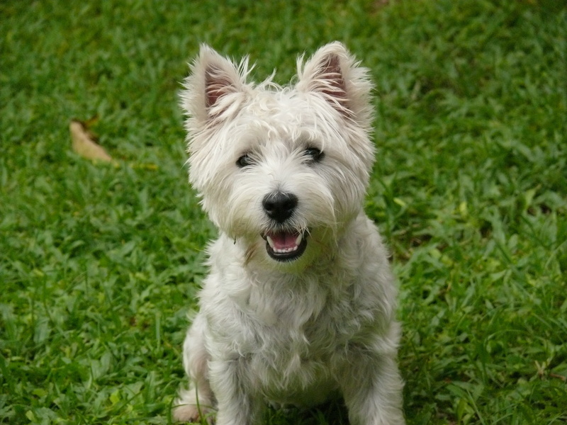 friendship, domestic, green color, plant, nature, puppy, lawn, coated, small, pets, short, vertebrate, domestic Animals, one Animal, green grass, pet, mouth open