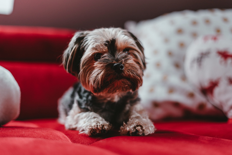 shih tzu, small, 5K, yorki, focus, canine, pets, hair, sofa, toni, pillow, klein, tzu, indoors, brown, human, animal, pup, home interior, pet, photo, dog