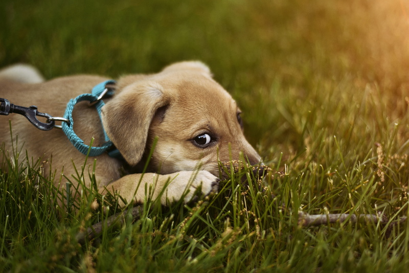 domestic Animals, day, outdoors, small, one Animal, plant, dog, grass, young Animal, selective focus, Happiness is, lying, lying down, 5K, no people, cute