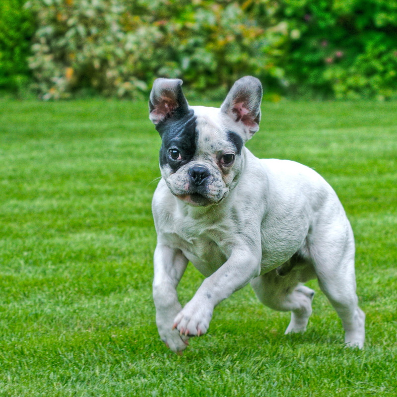 no people, french bulldog, looking at camera, land, focus on foreground, day, 1080P, dog, animal, portrait, small, puppy, grass, running, nature, outdoors