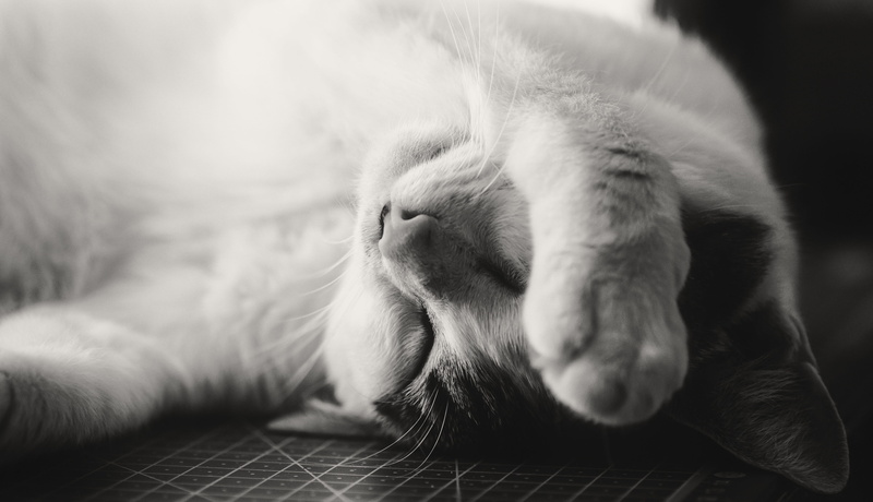 close-up, head, sleepy, sleep, whisker, sweet, animal themes, exhausted, indoors, domestic animals, animal body part, mammal, 4K, cute, feline, sleeping