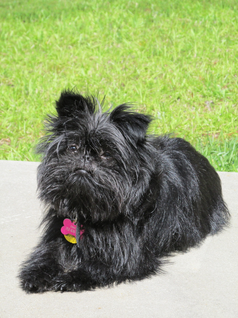 Affenpinscher, canine, shih tzu, black color, domestic, no people, plant, one animal, day, relaxation, pets, monkey terrier, nature, grass, animal head