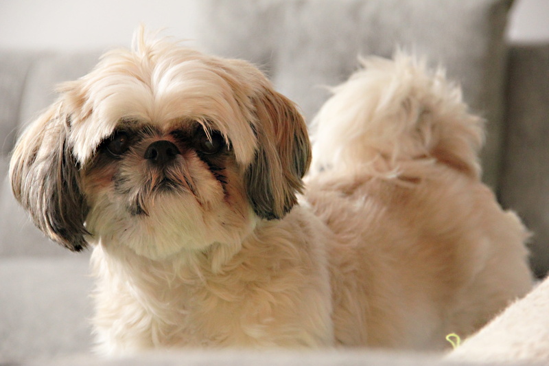 animal head, puppy, Dog, animal, young Animal, White, small, canine, dogs, no people, animal themes, shih Tzu, vertebrate, focus on foreground, mammal