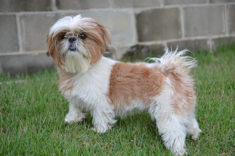 outdoors, focus on foreground, cute, mammal, Grass, Hairy, no people, day, vertebrate, canine, Dog, 4K, purebred Dog, domestic Animals, lap dog, nature