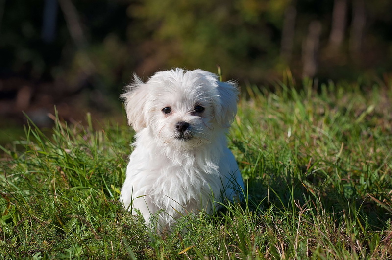 small, purebred dog, young animal, white, 4K, plant, canine, lap dog, no people, domestic, maltese, animal, looking at camera, nature, one animal, pet