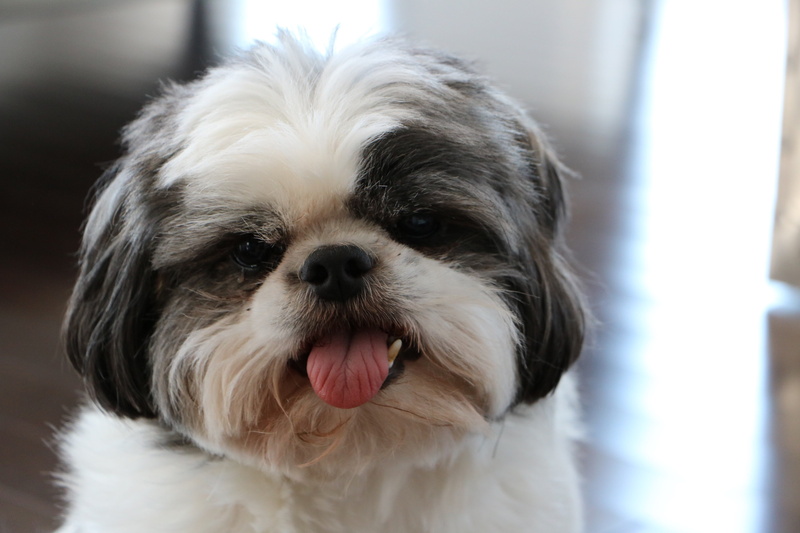 4K, close-up, animal body part, animal, domestic, one animal, dog, small, tongue, no people, mammal, domestic animals, cute, white, pets, shih tzu, grey