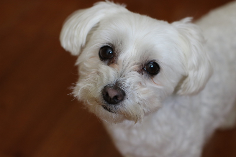 5K, domestic animals, lap dog, pets, animal themes, animal, puppy, young animal, one animal, pet, maltese, domestic, bichon, white color, shih tzu, purebred dog