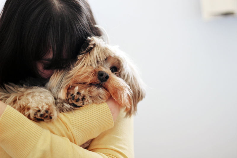 portrait, HD, lap dog, domestic animals, terrier, domestic, full screen, pets, yorkshire, widescreen, one animal, innocence, dog