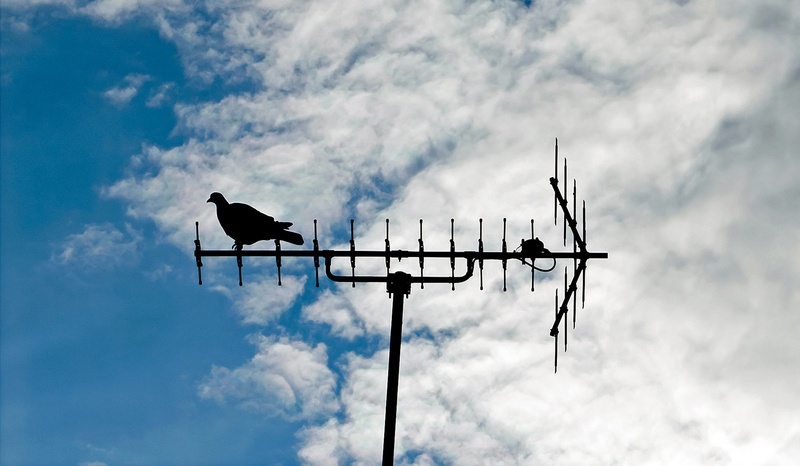 animal wildlife, low angle view, street light, lighting equipment, meteorology, electricity, sky, sitting, blue, antenna, communication, pole, day, pigeon