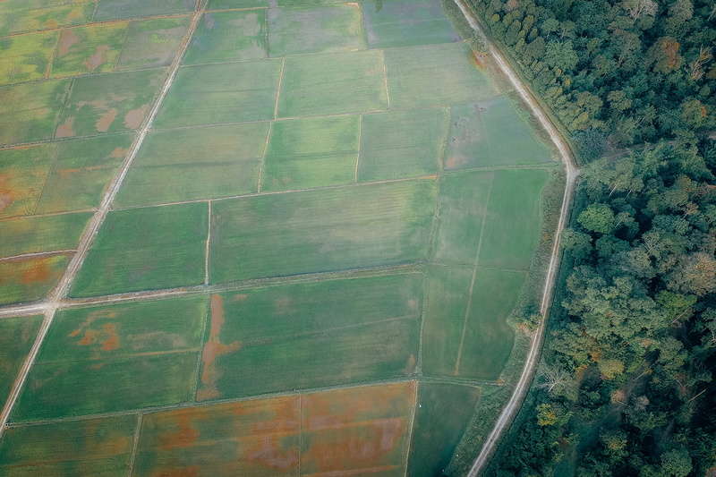 woods, top view, greenery, agriculture, beauty in nature, aerial photography, environment, landscape, green color, drone shot, tranquil scene, cropland
