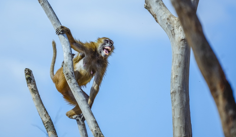 leopard, baboon, mountain goat, mouth open, antelope, tree trunk, panther, animal themes, mammal, one animal, holding, vulture, clear sky, jaguar, brown